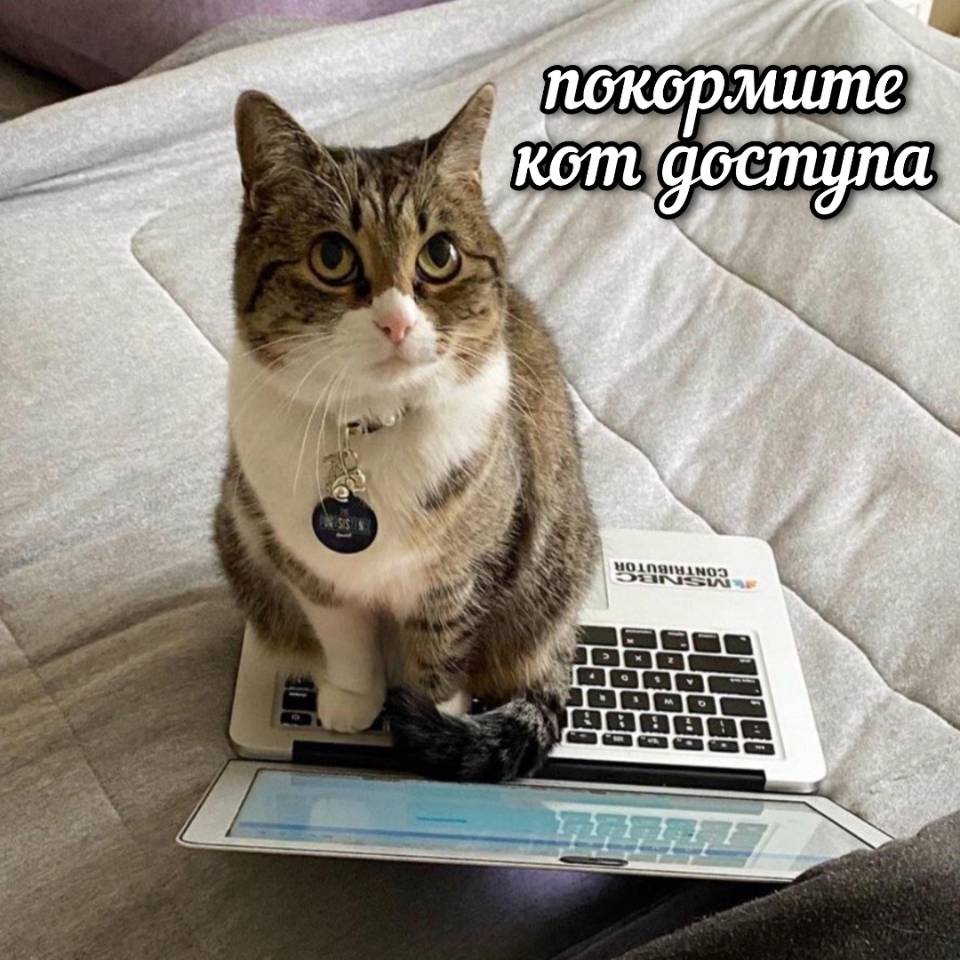 *Покормите кот доступа* | Животные
