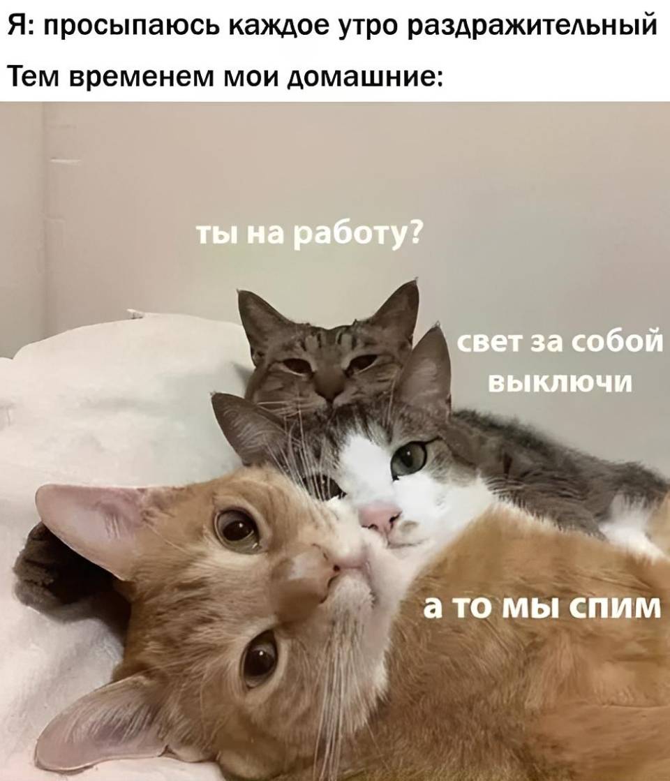 Я: просыпаюсь каждое утро раздражительный.
Тем временем мои домашние: Ты на работу? Свет за собой выключи, а то мы спим. | Животные