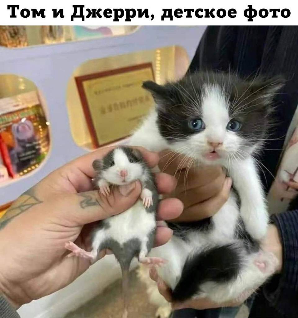Том и Джерри, детское фото.