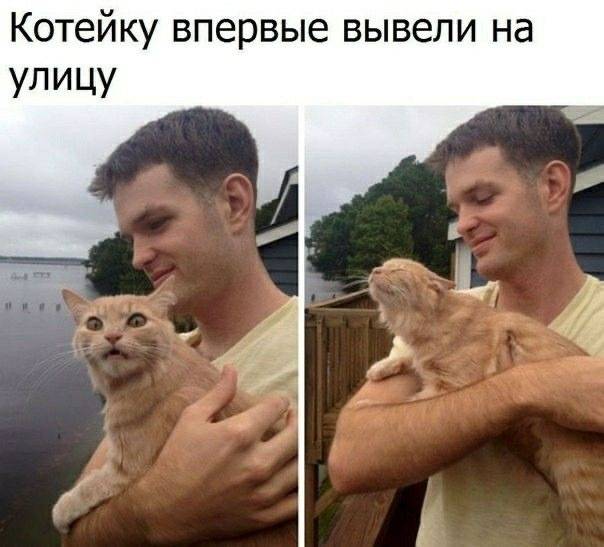 *Котейку впервые вывели на улицу*