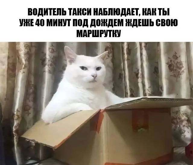 *Водитель такси наблюдает, как ты уже 40 минут под дождём ждёшь свою маршрутку.* | Общественный транспорт