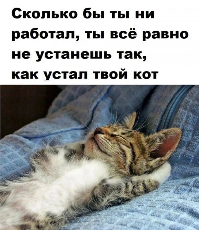 Сколько бы ты ни работал, ты всё равно не устанешь так, как устал твой кот.