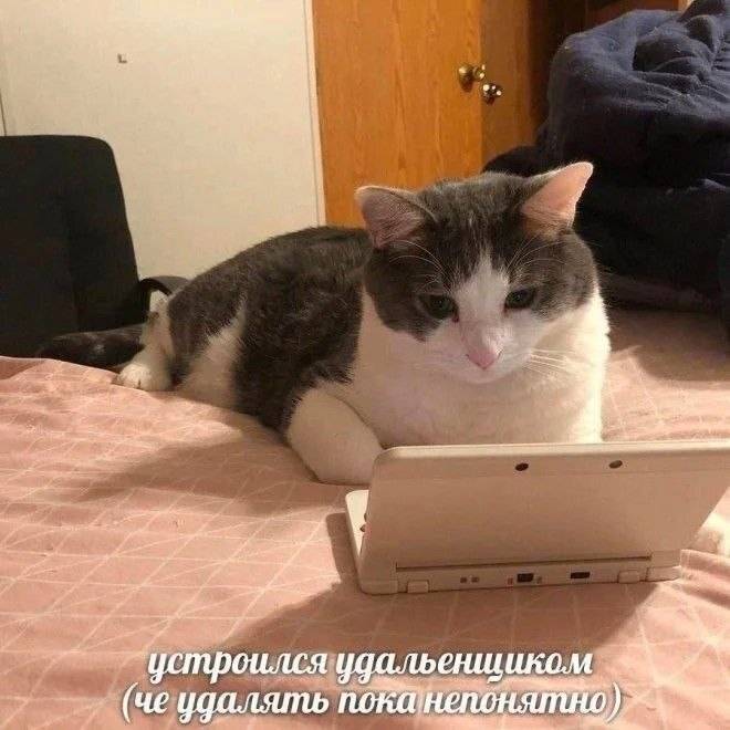 Устроился удалёнщиком (чё удалять пока непонятно) | Животные
