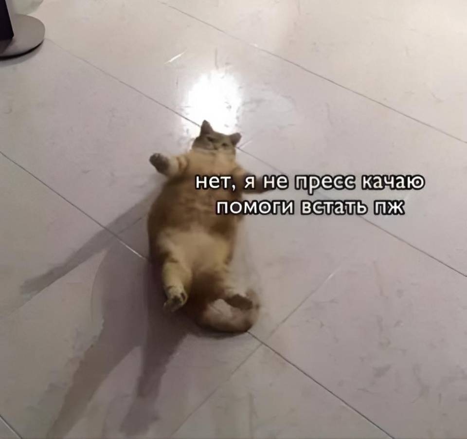 Толстый кот:
– Нет, я не пресс качаю, помоги встать, пожалуйста!