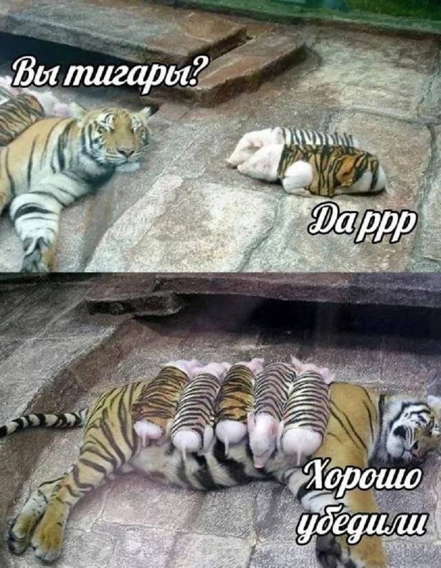 – Вы тигрята?
– Хрю-хрю! Да!
– Хорошо.