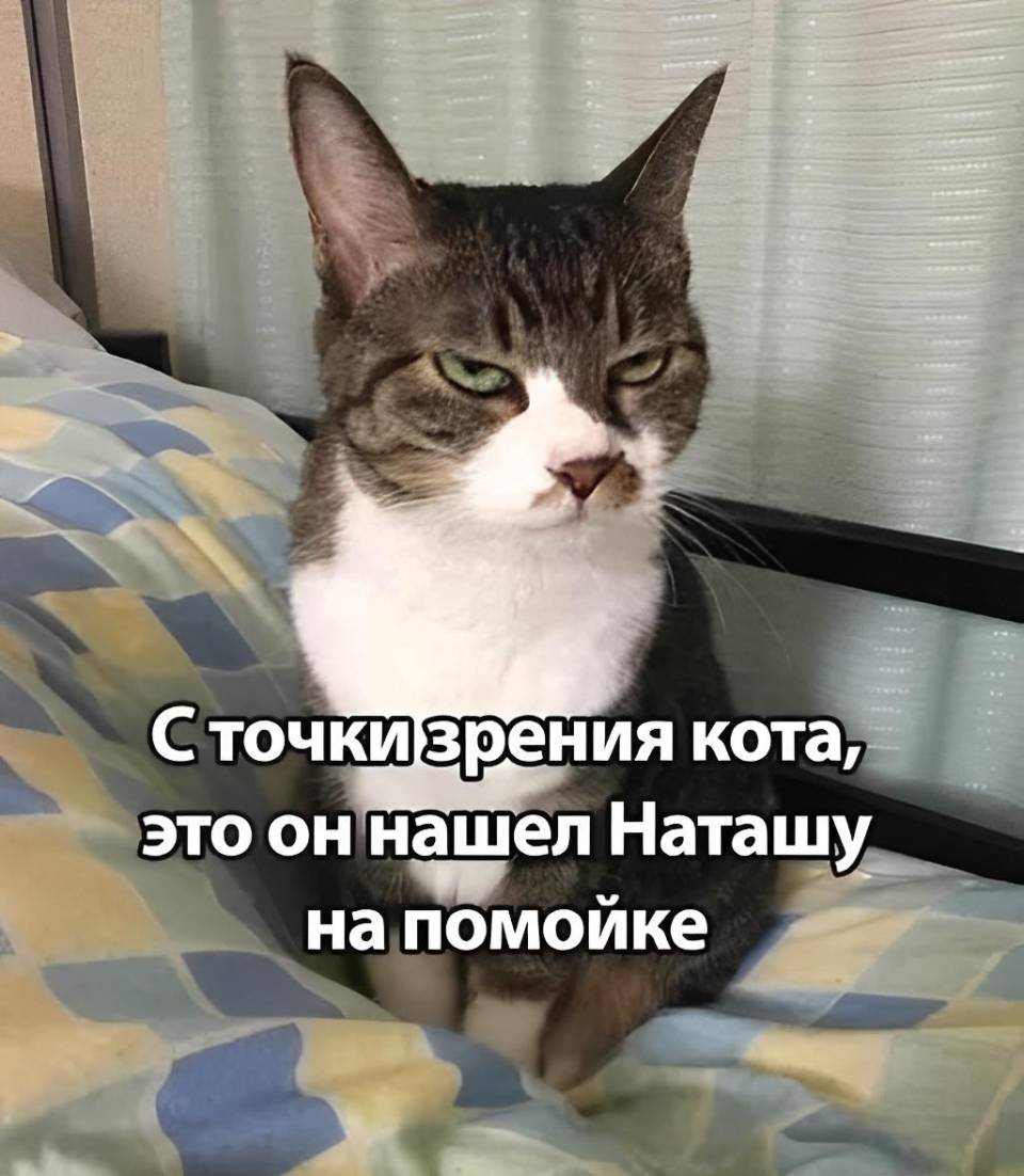 *С точки зрения кота, это он нашёл Наташу на помойке*
