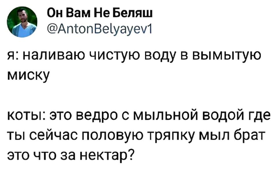 Я: наливаю чистую воду в вымытую миску.
Коты: это ведро с мыльной водой где ты сейчас половую тряпку мыл брат это что за нектар?