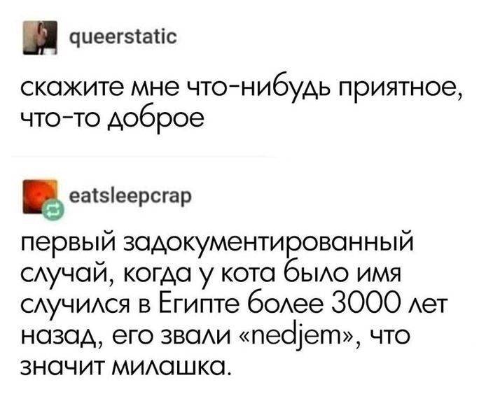 – Скажите мне что-нибудь приятное, что-то доброе.
– Первый задокументированный случай, когда у кота было имя случился в Египте более 3000 лет назад, его звали «nedjem», что значит милашка.