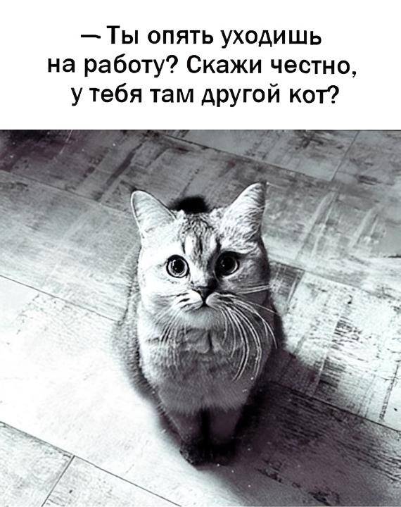 — Ты опять уходишь на работу? Скажи честно, у тебя там другой кот?