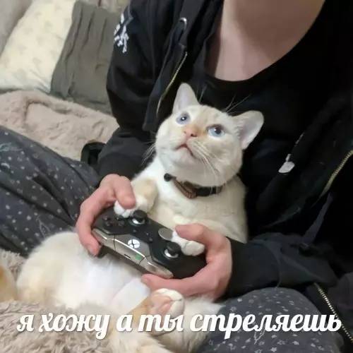*Я хожу, а ты — стреляешь!*