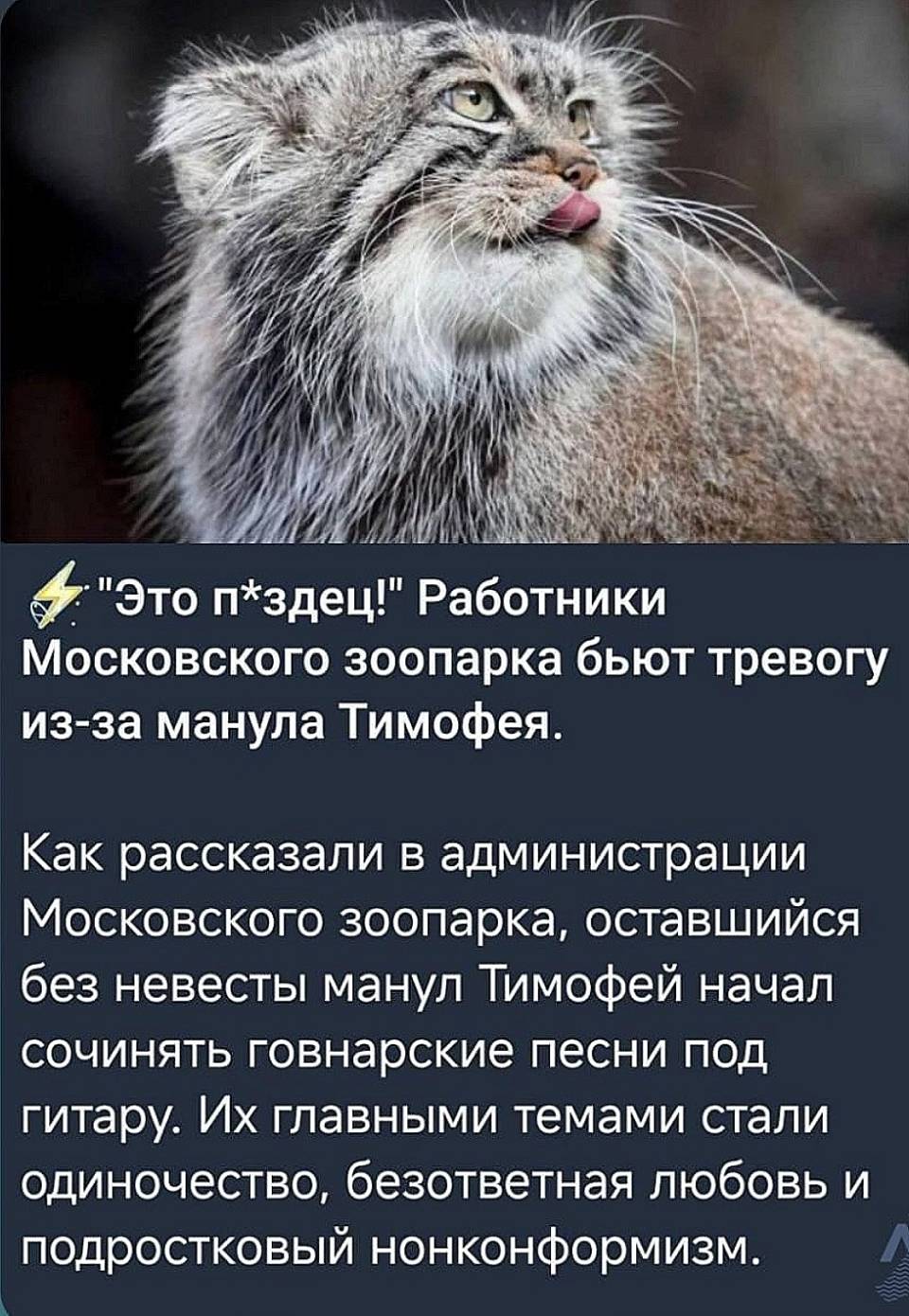 Это п*здец! Работники Московского зоопарка бьют тревогу из-за манула Тимофея. Как рассказали в администрации Московского зоопарка, оставшийся без невесты манул Тимофей начал сочинять говнарские песни под гитару. Их главными темами стали одиночество, безответная любовь и подростковый нонконформизм.