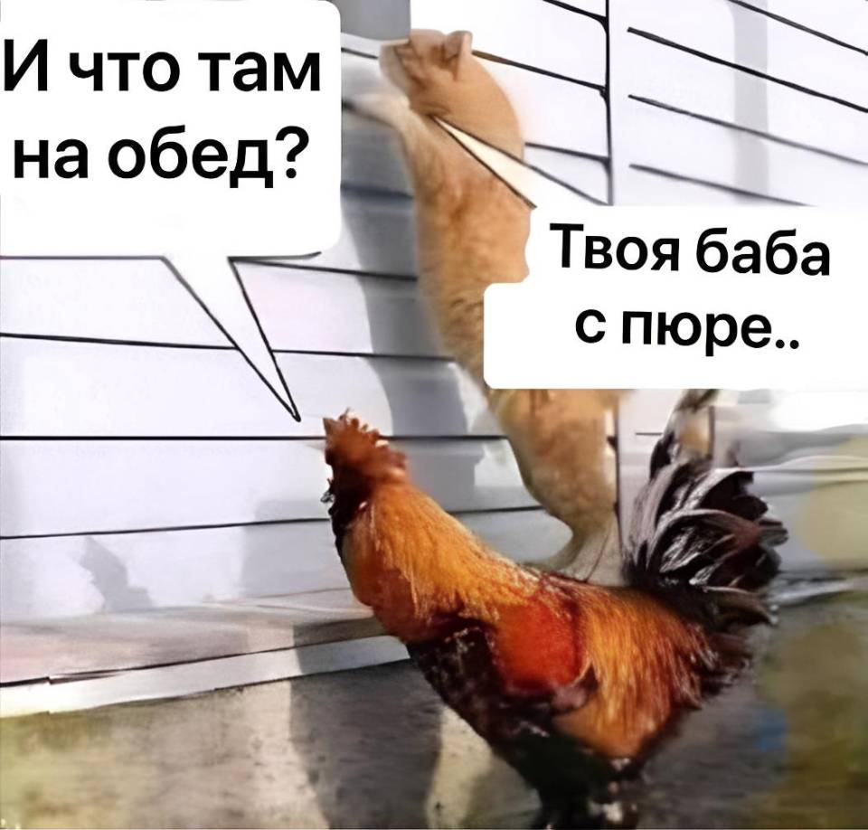 Петух:
– Что там сегодня на обед?
Кот:
– Твоя бабка с пюре... | Тупые анекдоты | Странный юмор
