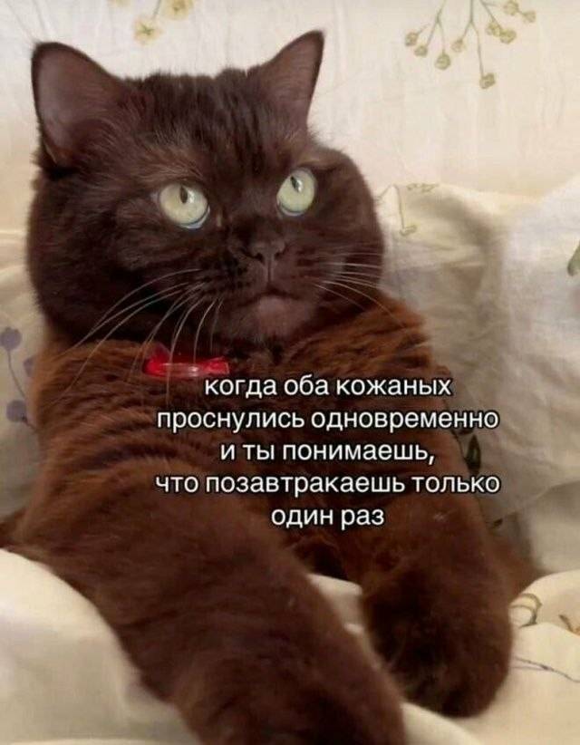 Когда оба кожаных проснулись одновременно и ты понимаешь, что позавтракаешь только один раз.
