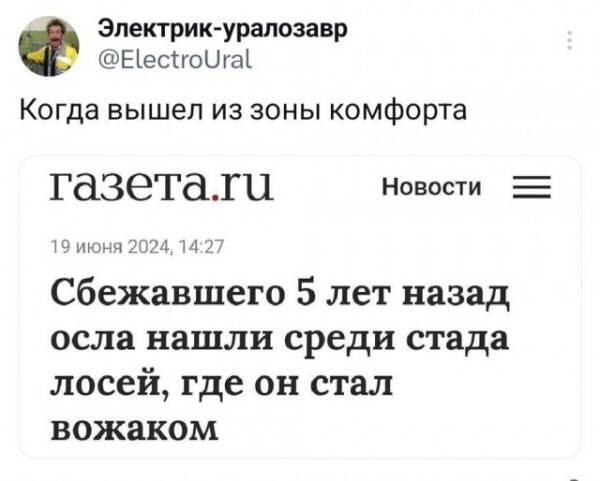 Когда вышел из зоны комфорта газета.
Новости: Сбежавшего 5 лет назад осла нашли среди стада лосей, где он стал вожаком.