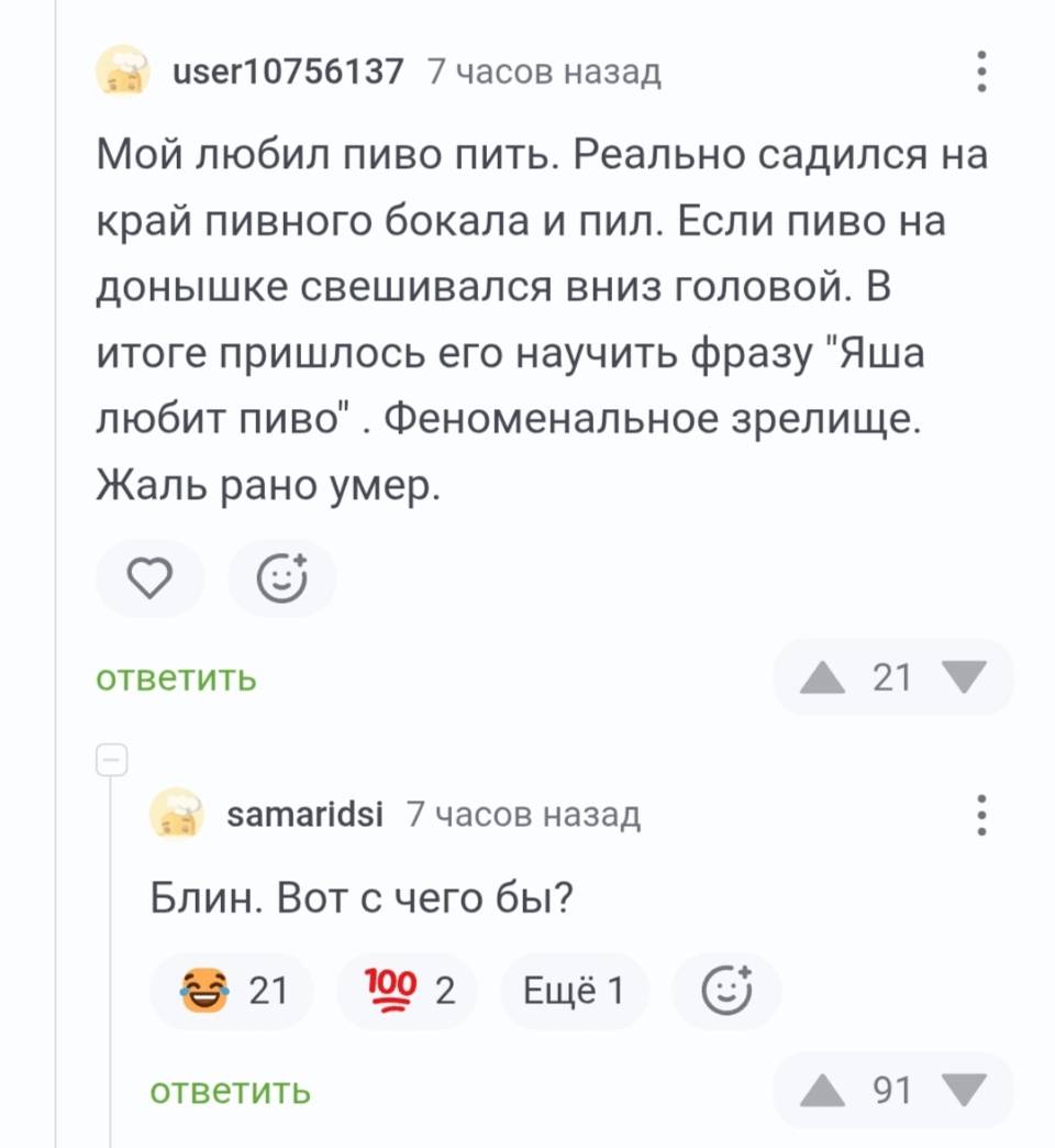 – Мой попугай любил пиво пить. Реально садился на край пивного бокала и пил. Если пиво на донышке свешивался вниз головой. В итоге пришлось его научить фразе: «Яша любит пиво». Феноменальное зрелище. Жаль рано умер.
– Блин. Вот с чего бы? | Животные