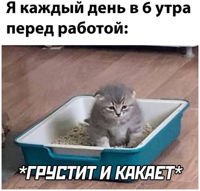 Я каждый день в 6 утра перед работой: *Грустит и какает*
