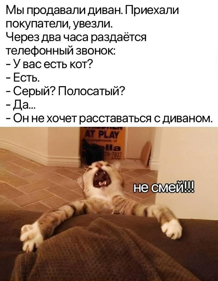 Мы выставили диван на продажу. Нашлись покупатели. Приехали и увезли его.
Через несколько часов раздаётся телефонный звонок:
– У вас есть кот?
– Есть.
– Серый? Полосатый?
– Да...
– Он не хочет расставаться с диваном.