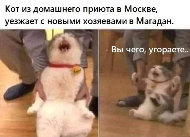 Кот из домашнего приюта в Москве, уезжает с новыми хозяевами в Магадан.
– Вы чего, угораете...