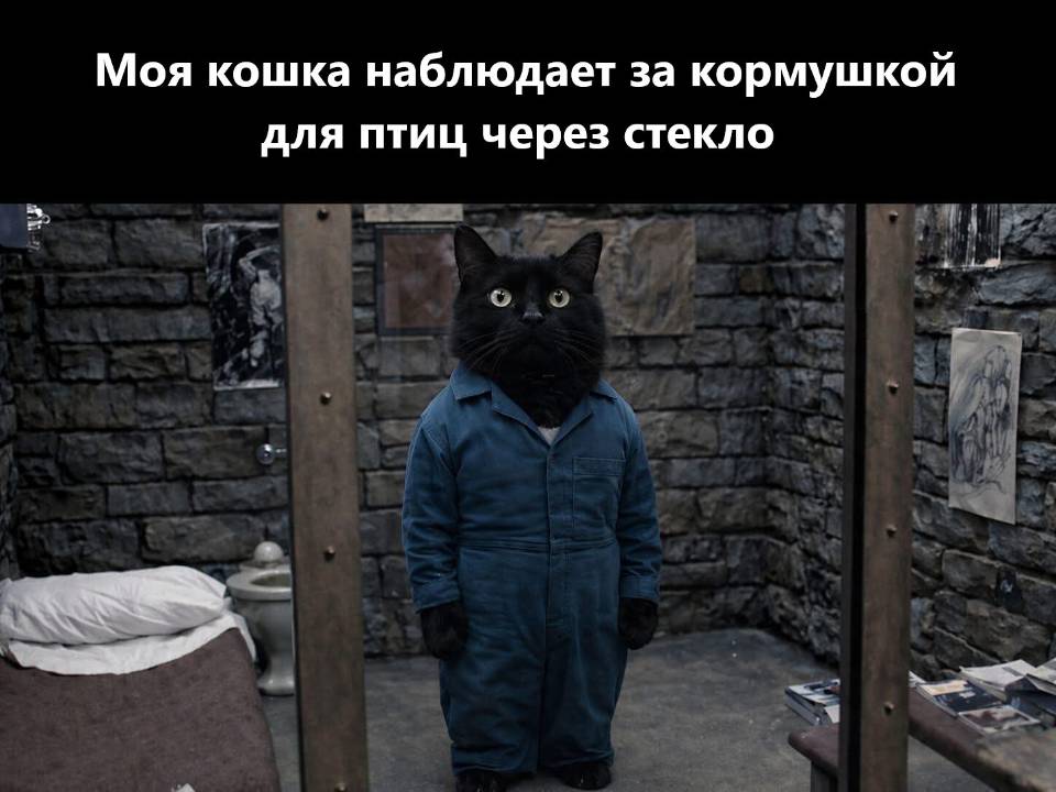 *Моя кошка наблюдает за кормушкой для птиц через стекло.*