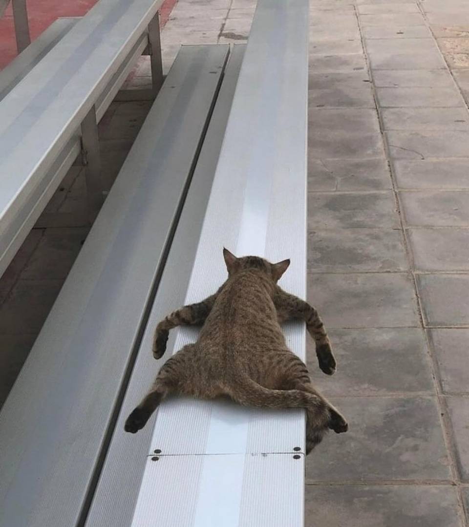 *Кот на отдыхе*