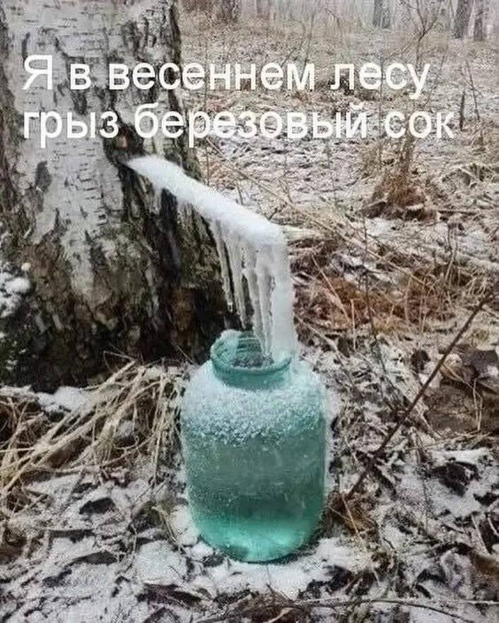 Я в весеннем лесу
грыз берёзовый сок