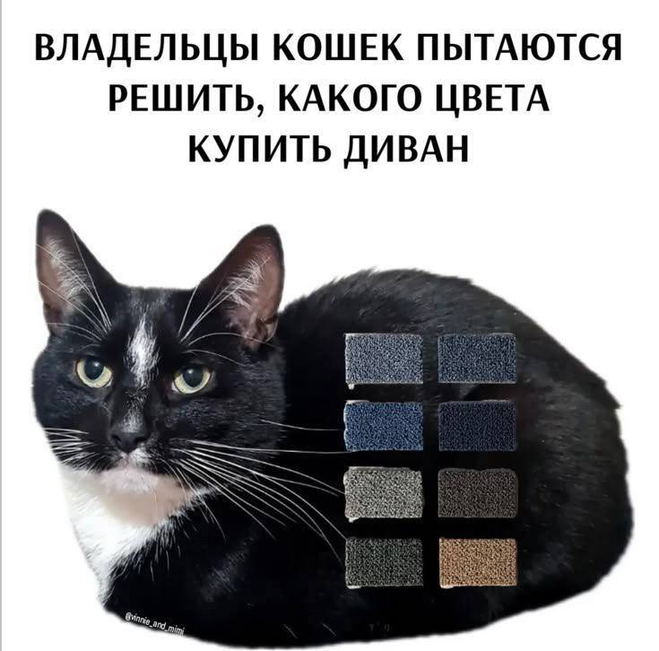 *ВЛАДЕЛЬЦЫ КОШЕК ПЫТАЮТСЯ РЕШИТЬ, КАКОГО ЦВЕТА КУПИТЬ ДИВАН*