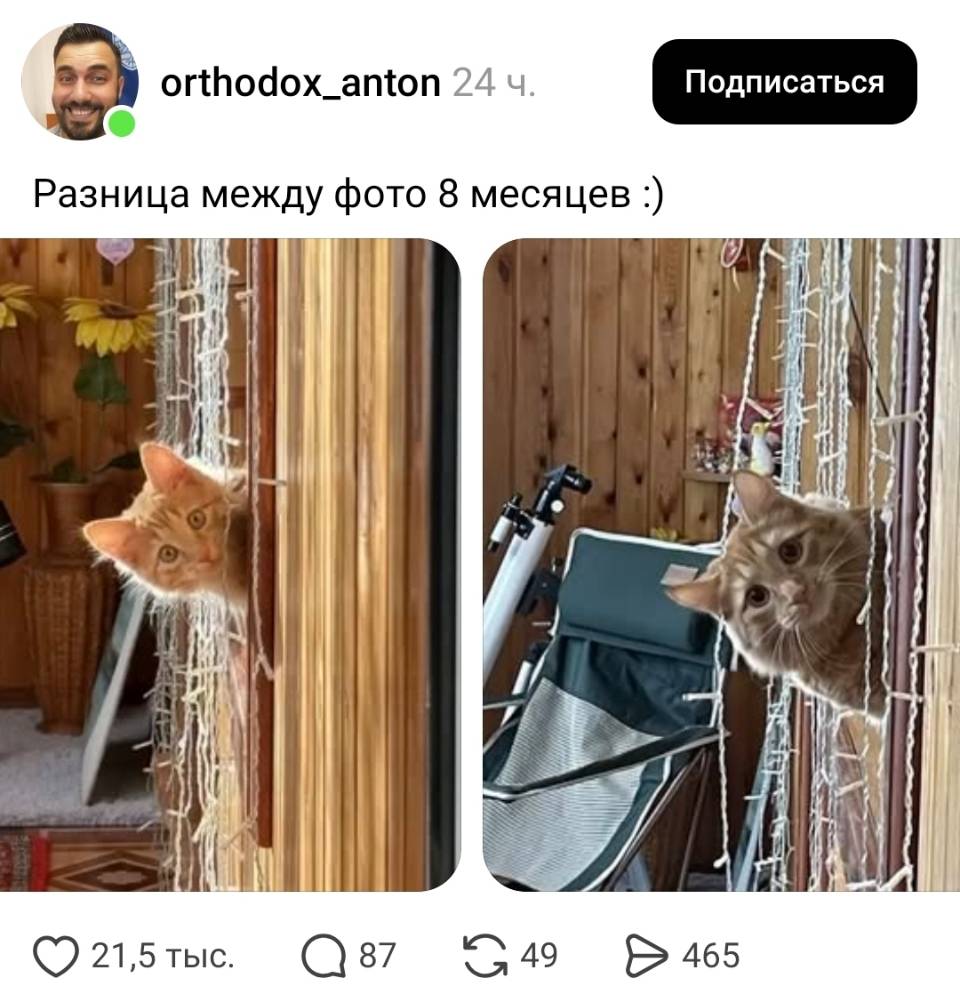Разница между фото в месяцев.
*Котёнок стал котом*