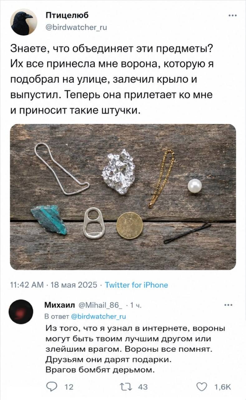 – Знаете, что объединяет эти предметы? Их все принесла мне ворона, которую я подобрал на улице, залечил крыло и выпустил. Теперь она прилетает ко мне и приносит такие штучки.
– Из того, что я узнал в интернете, вороны могут быть твоим лучшим другом или злейшим врагом. Вороны все помнят. Друзьям они дарят подарки. Врагов бомбят дерьмом. | Животные