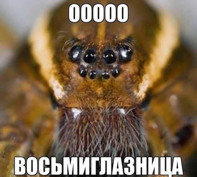 Оооооо... восьмиглазница...
