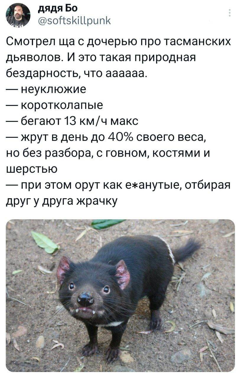 Смотрел ща с дочерью про тасманских дьяволов. И это такая природная бездарность, что аааааа.
— неуклюжие
— коротколапые
— бегают 13 км/ч макс
— жрут в день до 40% своего веса, но без разбора, с говном, костями и шерстью
— при этом орут как еб***нутые, отбирая друг у друга жрачку