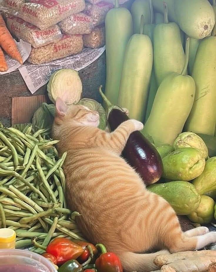 *Кот с кабачками*