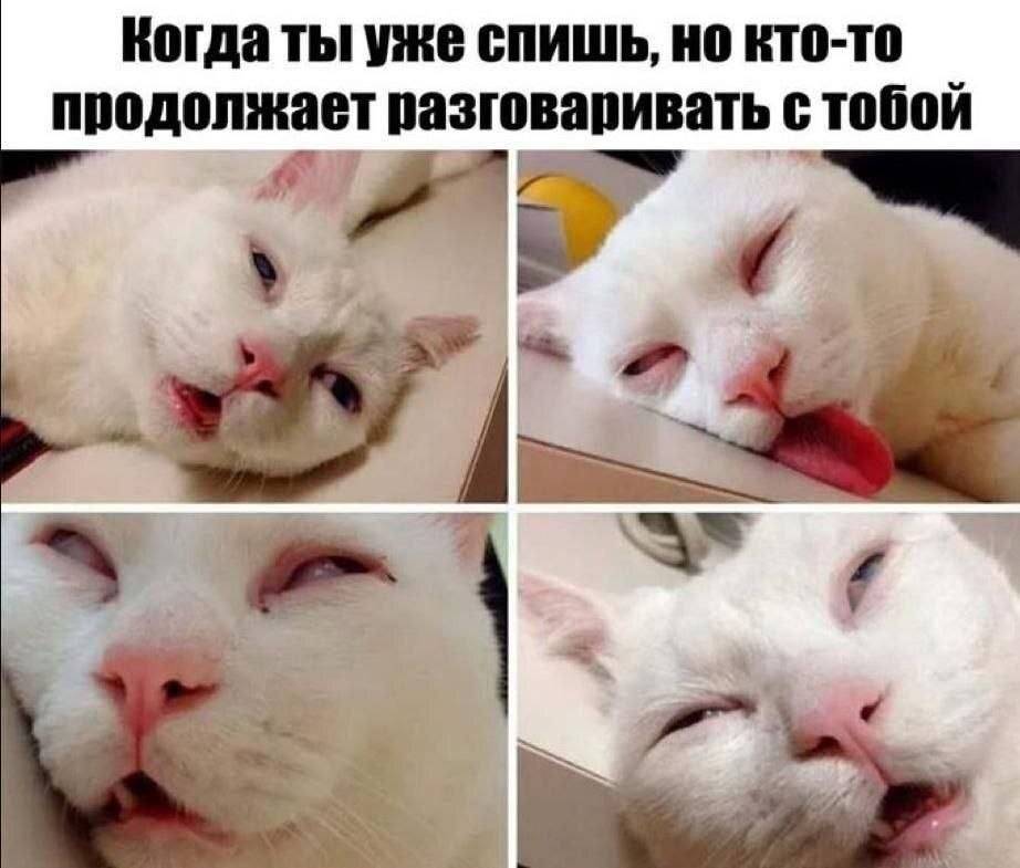 Когда ты уже спишь, но кто-то продолжает разговаривать с тобой. | Животные