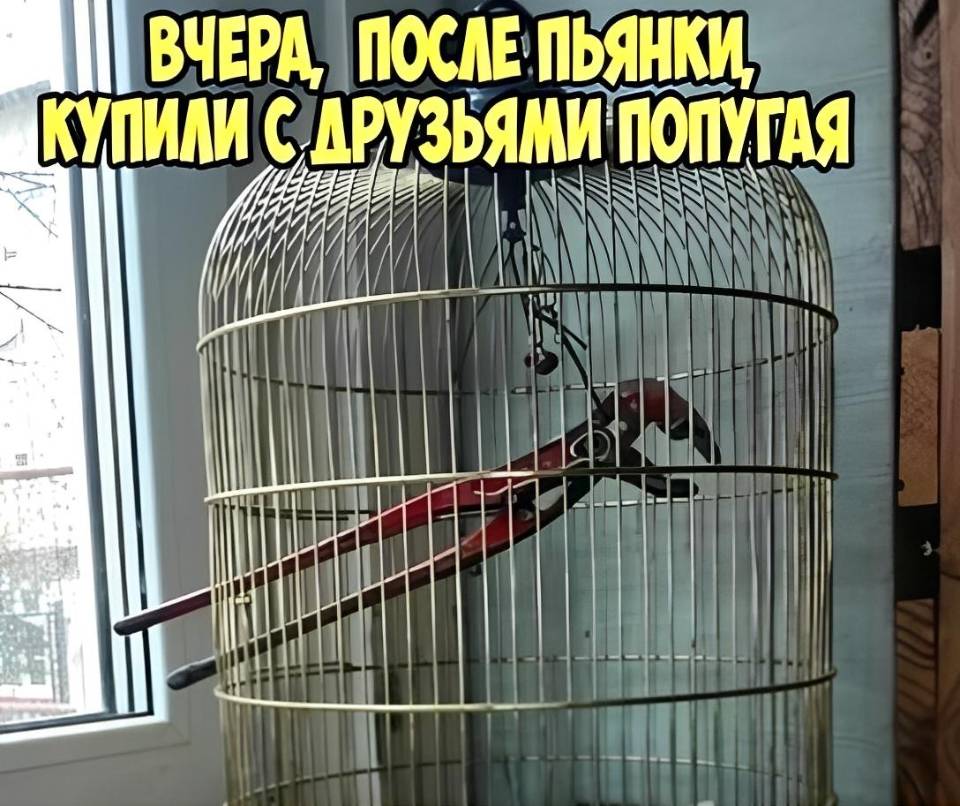 *Вчера, после пьянки, купил с друзьями попугая*