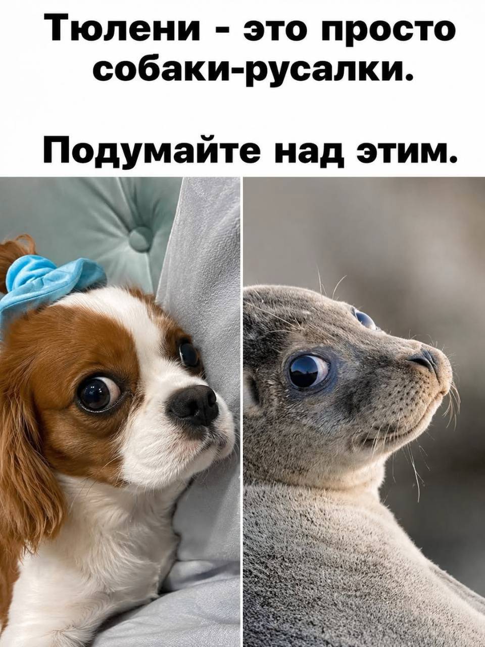 Тюлени — это просто собаки-русалки.
Подумайте над этим.