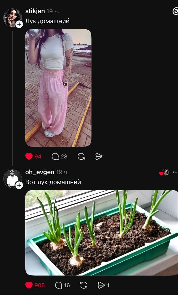 – Лук домашний.
– Вот лук домашний.