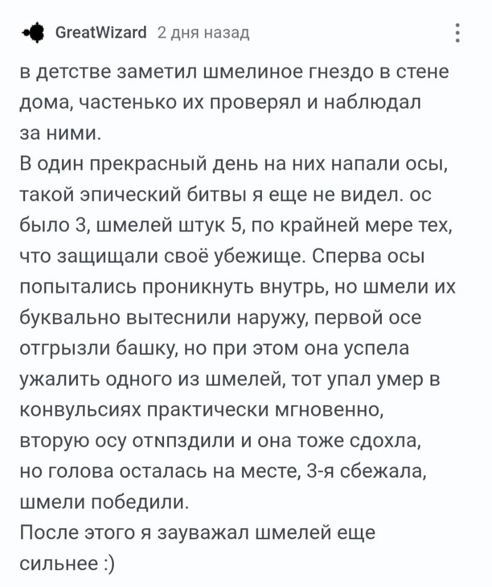 В детстве заметил шмелиное гнездо в стене дома, частенько их проверял и наблюдал за ними. В один прекрасный день на них напали осы, такой эпический битвы я еще не видел. Ос было 3, шмелей штук 5, по крайней мере тех, что защищали своё убежище. Сперва осы попытались проникнуть внутрь, но шмели их буквально вытеснили наружу, первой осе отгрызли башку, но при этом она успела ужалить одного из шмелей, тот упал умер в конвульсиях практически мгновенно, вторую осу отп*здили и она тоже сдохла, но голова осталась на месте, 3-я сбежала, шмели победили. После этого я зауважал шмелей ещё сильнее.