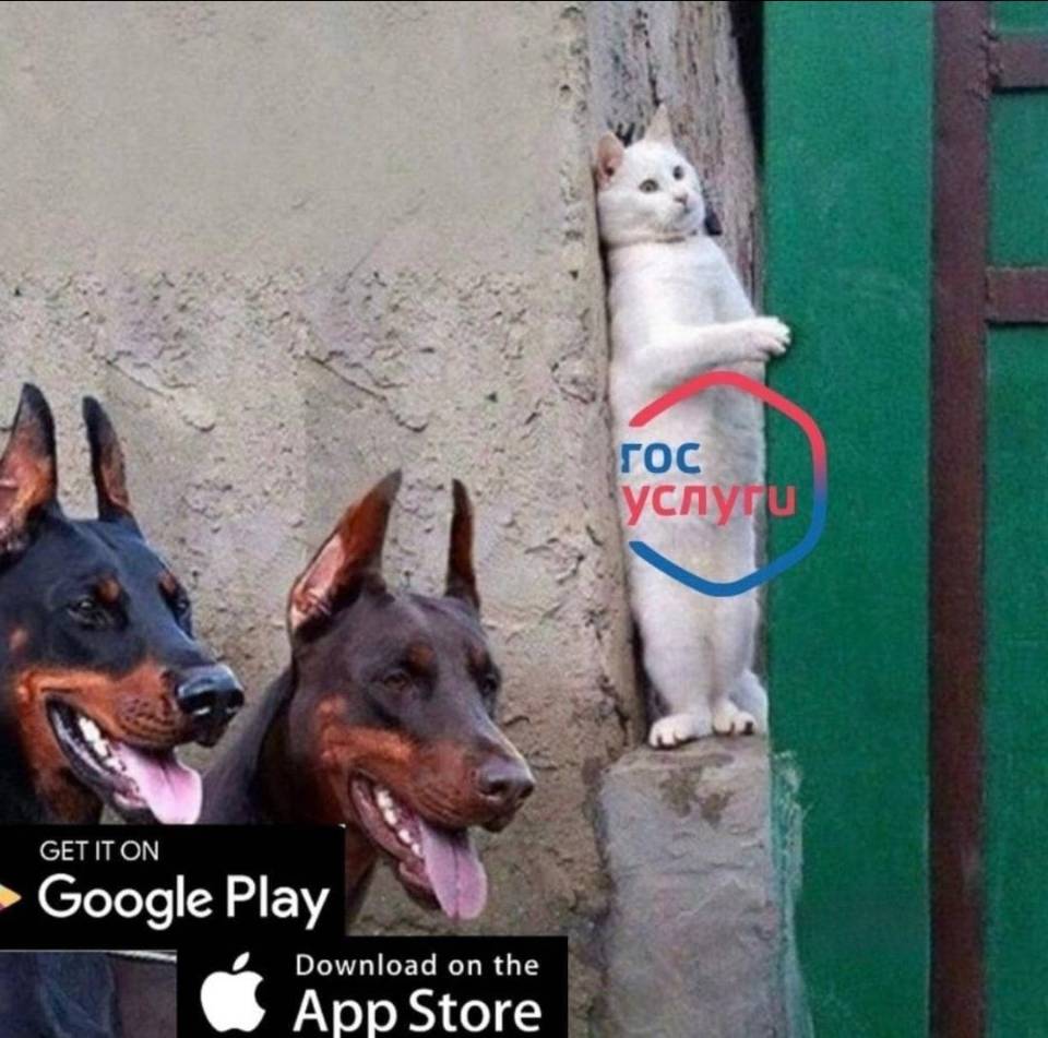 *Госуслуги*
*Google Play*
*App Store*