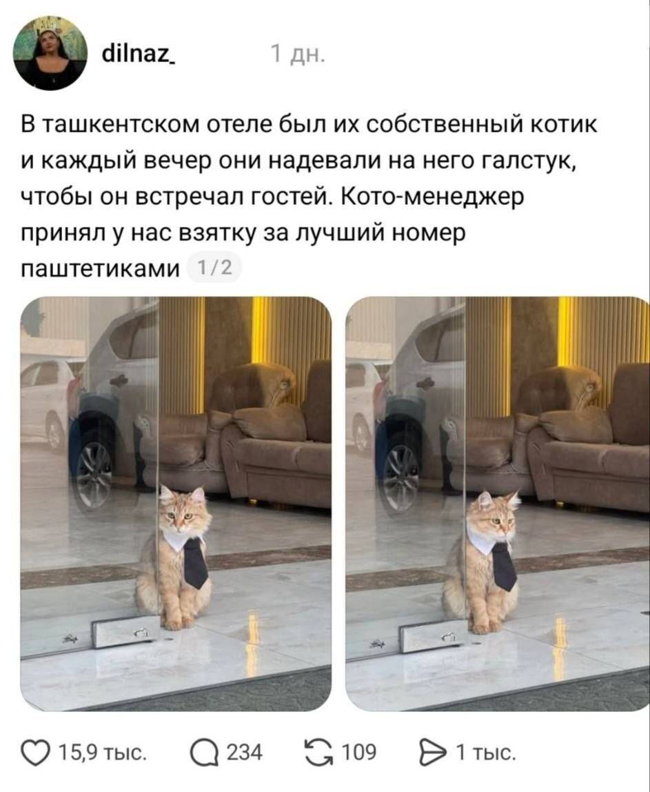 В ташкентском отеле был их собственный котик и каждый вечер они надевали на него галстук, чтобы он встречал гостей. Кото-менеджер принял у нас взятку за лучший номер паштетиками.