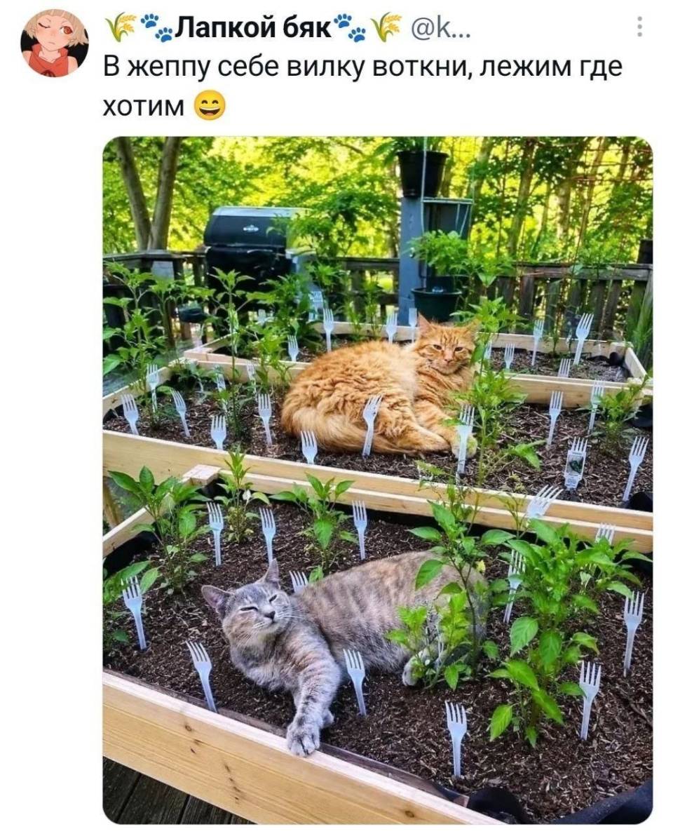 *В жеппу се е вилку воткни, лежим где хотим*