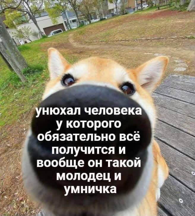 Унюхал человека у которого обязательно всё получится и вообще он такой молодец и умничка!