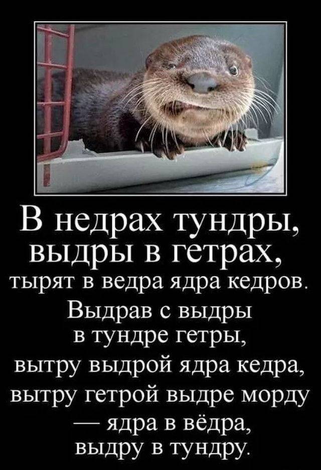 В недрах тундры, выдры в гетрах, тырят в ведра ядра кедров.
Выдрав с выдры в тундре гетры, вытру выдрой ядра кедра, вытру гетрой выдре морду — ядра в вёдра, выдру в тундру.