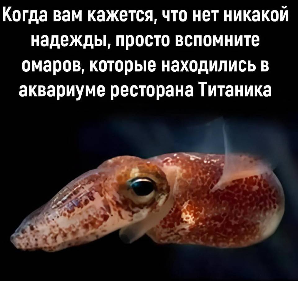 Когда вам кажется, что нет никакой надежды, просто вспомните омаров, которые находились в аквариуме ресторана Титаника.