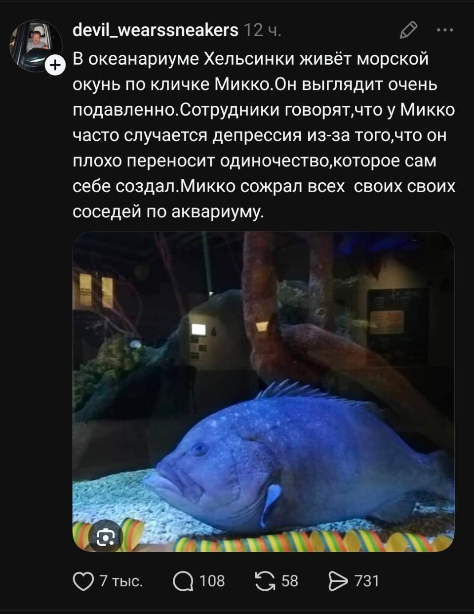 В океанариуме Хельсинки живёт морской окунь по кличке Микко. Он выглядит очень подавленно. Сотрудники говорят, что у Микко часто случается депрессия из-за того, что он плохо переносит одиночество, которое сам себе создал. Микко сожрал всех своих своих соседей по аквариуму.