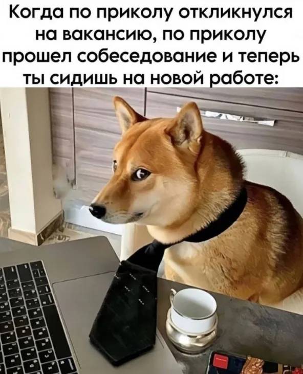 Когда по приколу откликнулся на вакансию, по приколу прошел собеседование и теперь ты сидишь на новой работе.