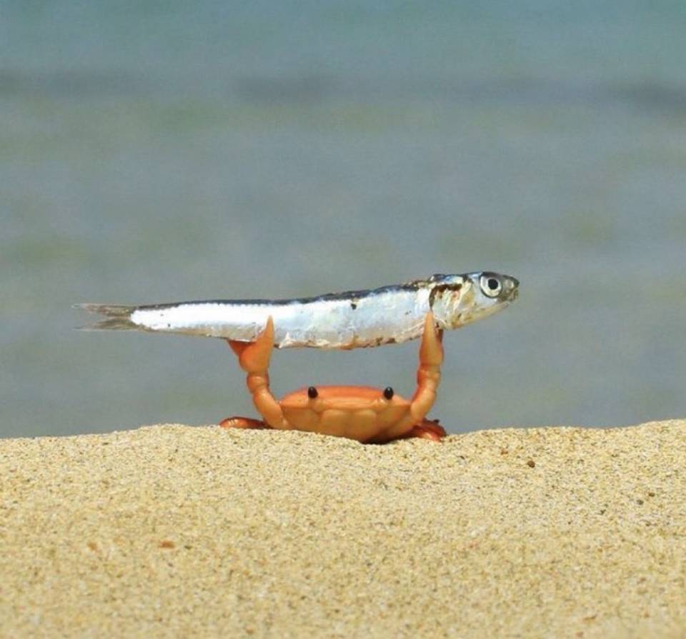 *Маленький крабик смог!*