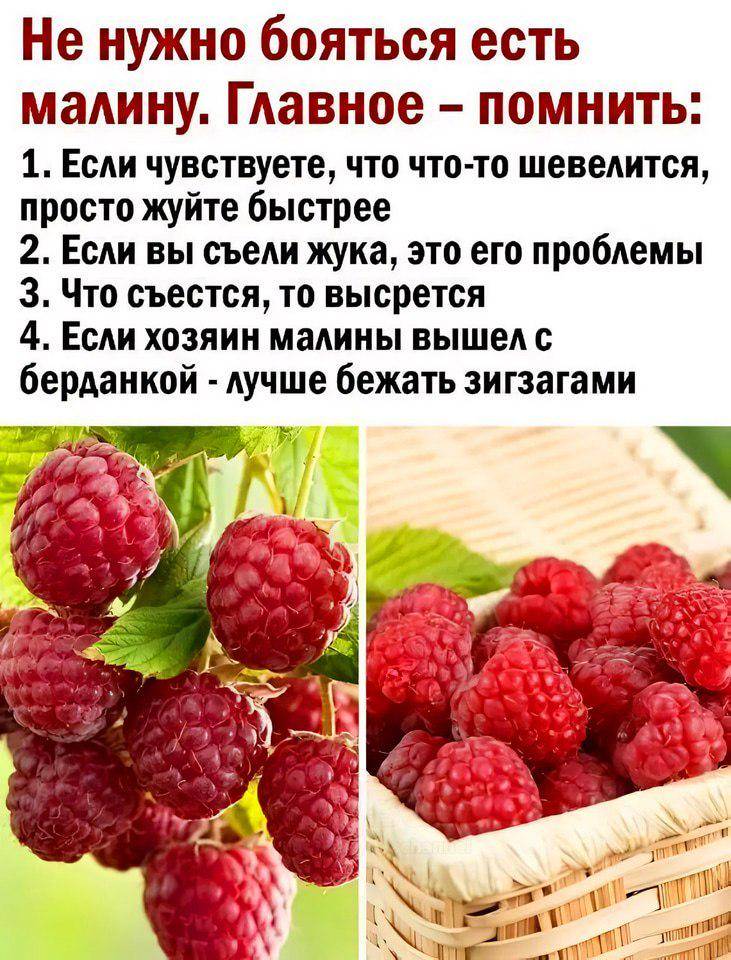 Не нужно бояться есть малину.
Главное — помнить:
1. Если чувствуете, что что-то шевелится, просто жуйте быстрее
2. Если вы съели жука, это его проблемы
З. Что съестся, то высрется
4. Если хозяин малины вышел с берданкой — лучше бежать зигзагами