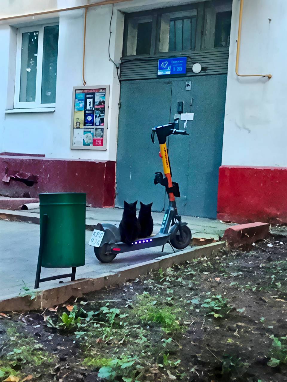 *Хвостатые Электросамокатчики*
