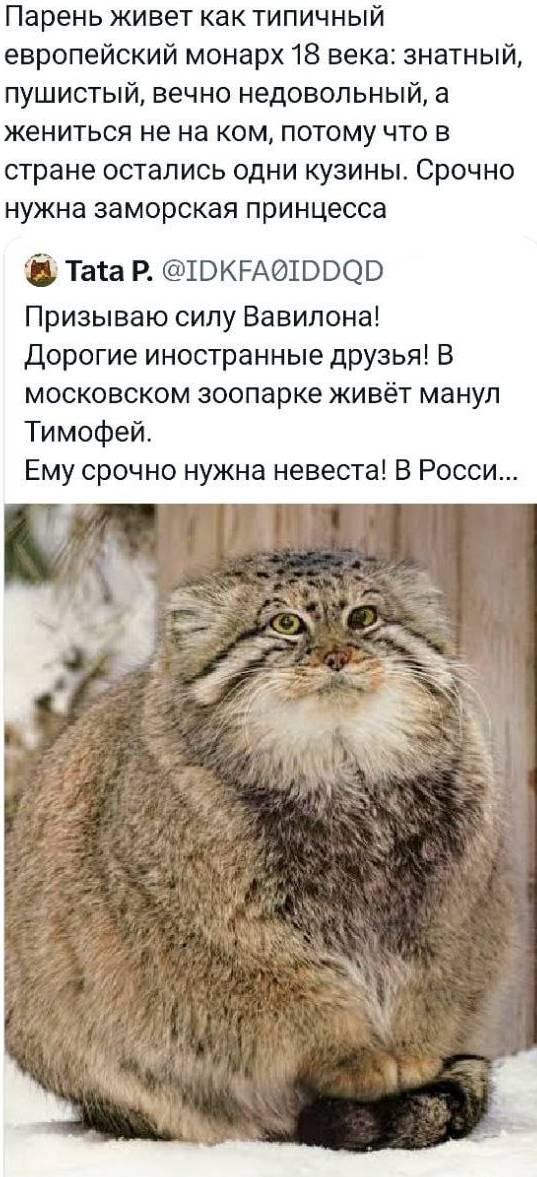 – Парень живет как типичный европейский монарх 18 века: знатный, пушистый, вечно недовольный, а жениться не на ком, потому что в стране остались одни кузины. Срочно нужна заморская принцесса.
– Призываю силу Вавилона! Дорогие иностранные друзья! В московском зоопарке живёт манул Тимофей. Ему срочно нужна невеста! В Росси...