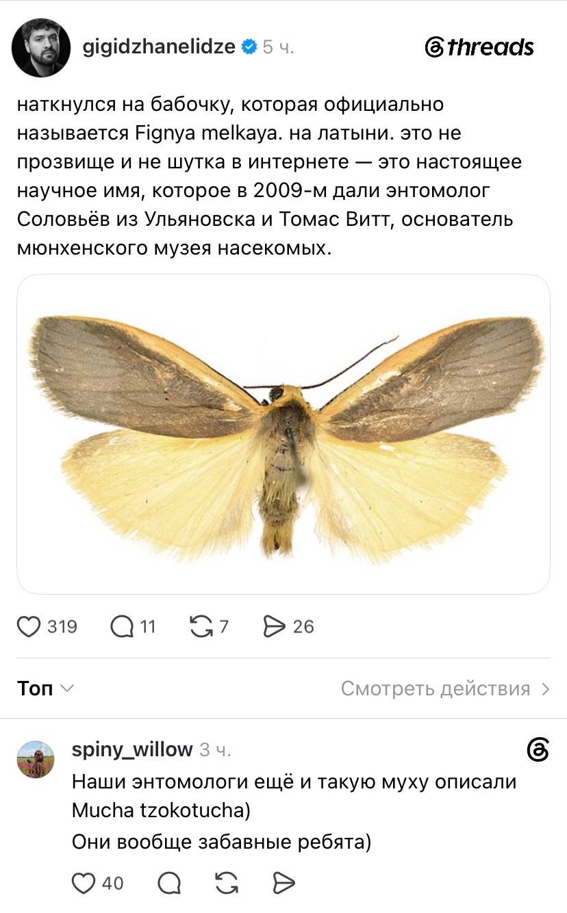 – Наткнулся на бабочку, которая официально называется Fignya melkaya. На латыни. Это не прозвище и не шутка в интернете — это настоящее научное имя, которое в 2009-м дали энтомолог Соловьёв из Ульяновска и Томас Витт, основатель мюнхенского музея насекомых.
– Наши энтомологи ещё и такую муху описали Mucha tzokotucha. Они вообще забавные ребята.