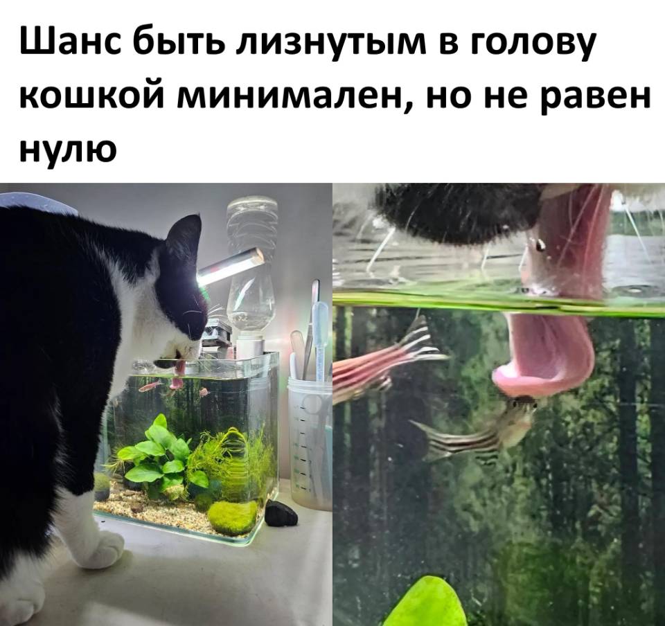 *Шанс быть лизнутым в голову кошкой минимален, но не равен нулю.*